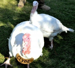 Pardoned! Clyde and Henrietta pardoned from the Thanksgiving table by Governor Kay Ivey, Friday, Nov. 17 at the Governor’s Mansion. The two lucky feathered friends were raised on Bates Turkey Farm in Lowndes County. The pardoning carries on a 68-year-old tradition. 